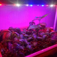 all-about-aquaponic-beautiful-and-delicious