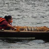 kisah-dokter-yanti-satu-perahu-dengan-harimau-sumatera
