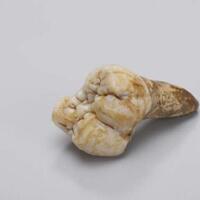 king-kong-pernah-benar-benar-hidup-di-sekitar-indonesia