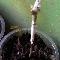 kampung-anggur----part-3