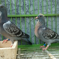 sharemerpati-pos---racing-pigeon
