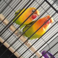 lovebird-lovers