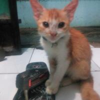 cat-lovers-kaskus-read-page-1-first---part-4