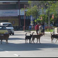 trend-baru-abg-alay-sekarang-foto-foto-di-tengah-jalan