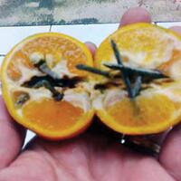 awas-banyak-ranjau-jeruk-ditemukan-di-jalanan-protokol