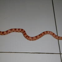 new-home-colubrid-lovers