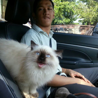 gallery-kucing-lucu-milik-selebriti-dunia