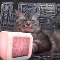 gallery-kucing-lucu-milik-selebriti-dunia