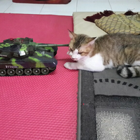 gallery-kucing-lucu-milik-selebriti-dunia