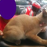 kucing-busok-ras-asli-indonesia