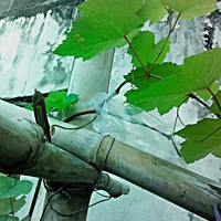 kampung-anggur----part-3