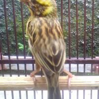 post-pic-burung-peliharaan-lo-disini