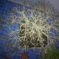 bonsai-kaskus-reborn--forum-sharing--diskusi-seputar-seni-bonsai-indonesia