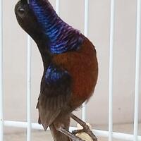 post-pic-burung-peliharaan-lo-disini