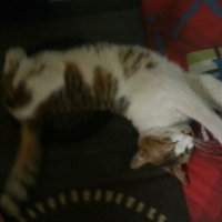 inilah-klasifikasi-kucing-peliharaan-berdasarkan-berat-tubuhnya