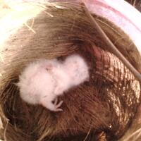 askhelpurgent-aye-nemu-baby-celepuk-ini-udah-bisa-dipelihara-apa-belum-ya