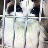 inilah-klasifikasi-kucing-peliharaan-berdasarkan-berat-tubuhnya