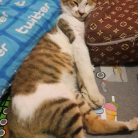 21-alasan-mengapa-memelihara-kucing-itu-keren-versi-lingvistov