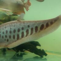 semua-tentang-belida-all-about-belida