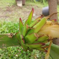 share-budidaya-buah-naga