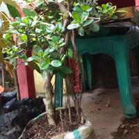 bonsai-kaskus-reborn--forum-sharing--diskusi-seputar-seni-bonsai-indonesia