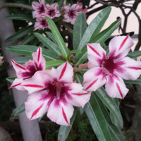 any-plant-will-do---part-2