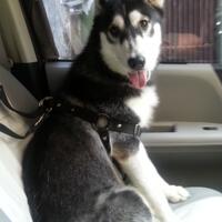 new-siberian-husky-lovers---read-page-1-for-update---part-2