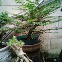 bonsai-kaskus-reborn--forum-sharing--diskusi-seputar-seni-bonsai-indonesia