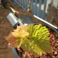 kampung-anggur----part-3