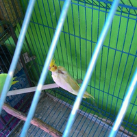 8776877698299829-penggemar-cockatiel---falck---parkit-australi-9829982987768776