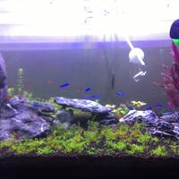 aquascape-for-everyone-learning-and-sharing---part-2