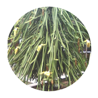 share-budidaya-buah-naga