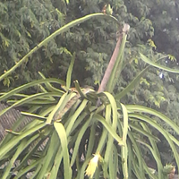 share-budidaya-buah-naga