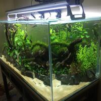 aquascape-for-everyone-learning-and-sharing---part-2