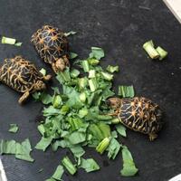 93787769378776937-all-about-tortoise-93787769378776937---part-3