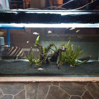 new--freshwater-fish-lounge---part-2