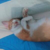 kucing-lokal-domestik-kampung---part-1