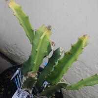 share-budidaya-buah-naga