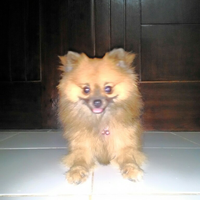 pomeranian-lovers---part-3