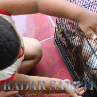 kasihan-bayi-orangutan-ini-ditemukan-menangis-di-tepi-sungai