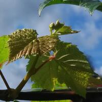 kampung-anggur----part-3