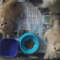 info-kucing-hilang-2-anak-kucing-ras-persian-bulu-putih-tebal-bintaro