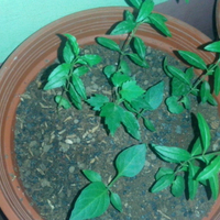 kampung-anggur----part-3