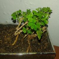 bonsai-kaskus-reborn--forum-sharing--diskusi-seputar-seni-bonsai-indonesia