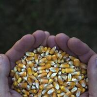 kebijakan-mentan-larang-jagung-impor-diprotes-bikin-harga-ayam-naik