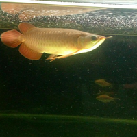 arowana--new-thread----part-1