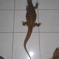 savannah-monitor-lovers-new-home