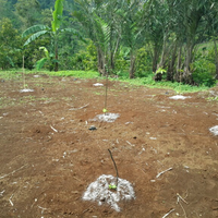 kampung-anggur----part-3