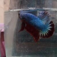 gtgtgtgt-it039s-a-giant-betta-cupang-raksasa---semua-ttg-ikan-cupang-giant-ltltlt