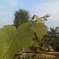 kampung-anggur----part-3